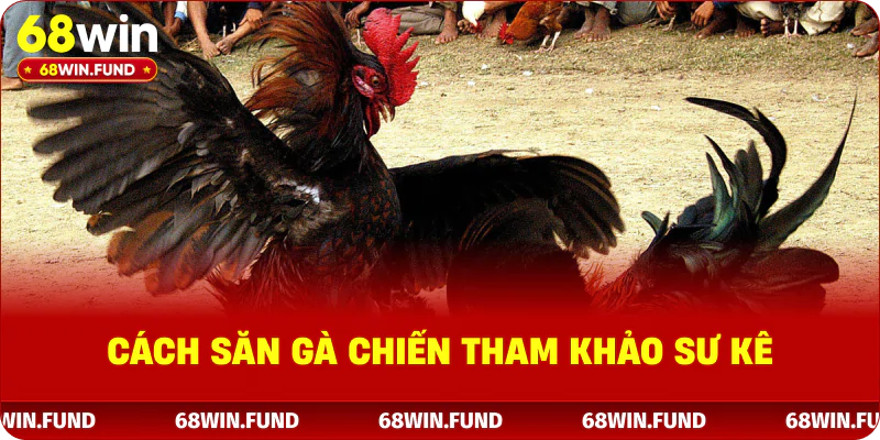 Cách săn gà chiến tham khảo sư kê